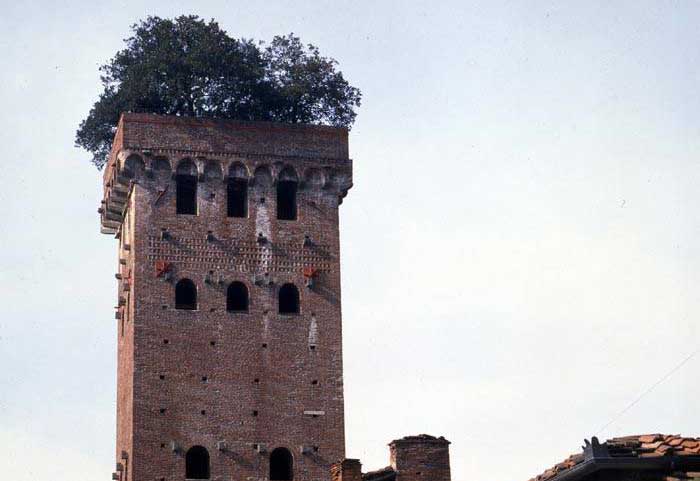 torre_guinigi_lucca